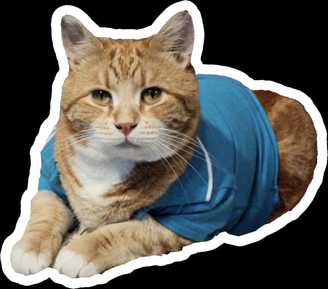 Keyboard Cat sitting